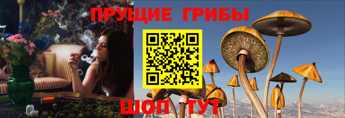 Псилоцибиновые грибы Psilocybine cubensis Новозыбков